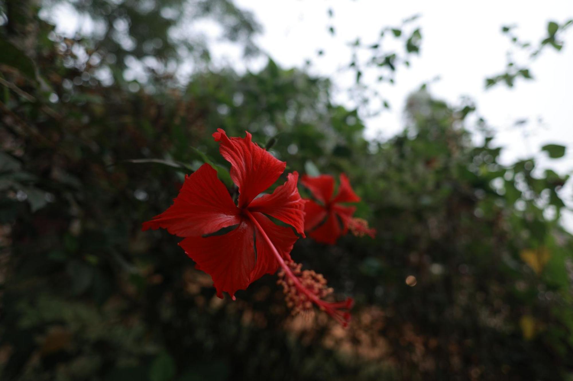 Tatvaura Resort Wayanad Padinjarathara 외부 사진