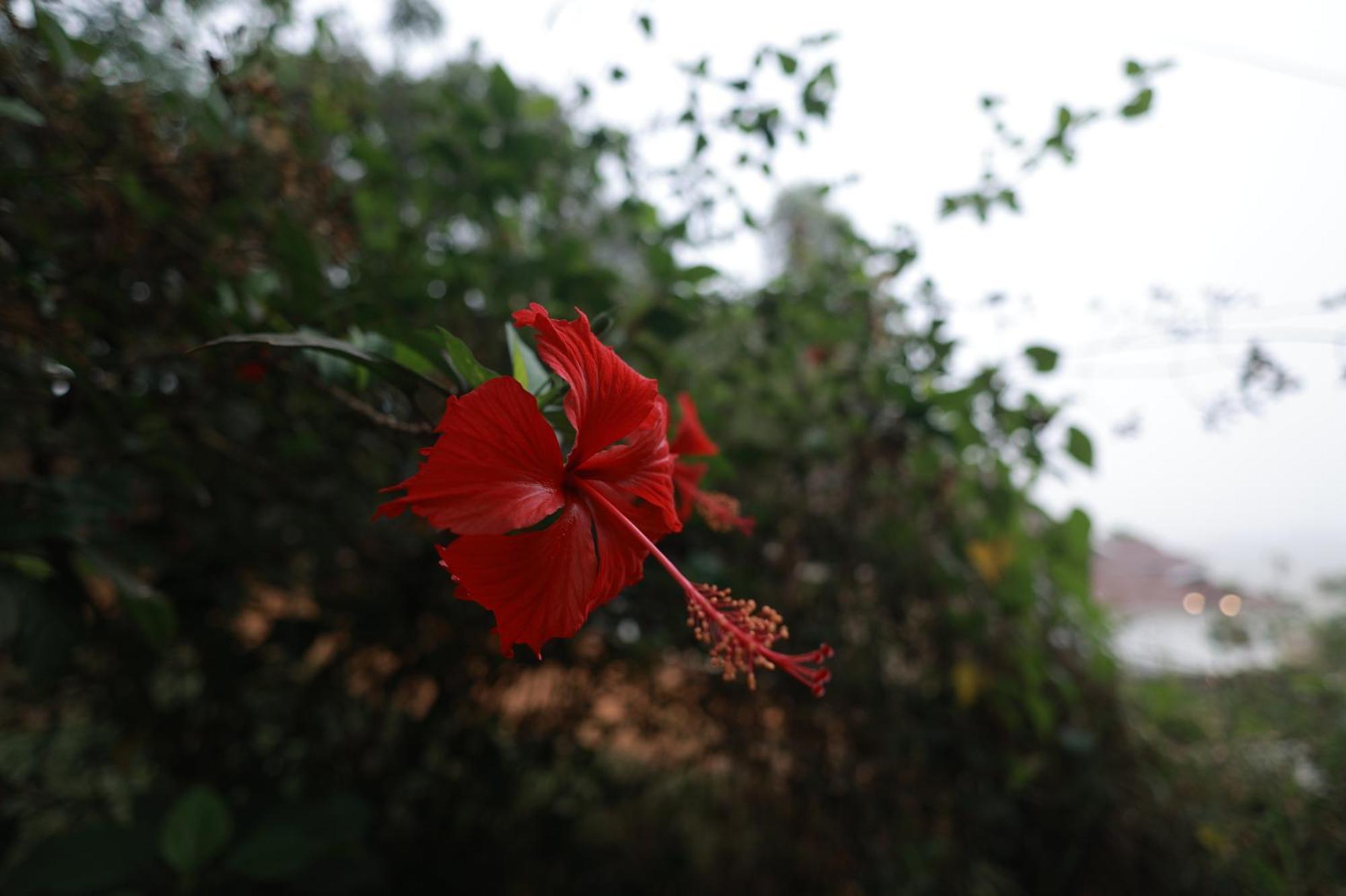 Tatvaura Resort Wayanad Padinjarathara 외부 사진